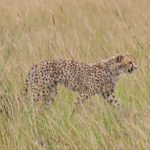 Kleiner Gepard