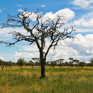 Serengeti-Impression Serengeti-Impression