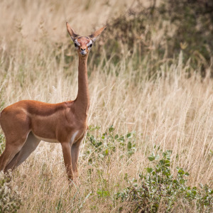 Giraffenhalsgazelle