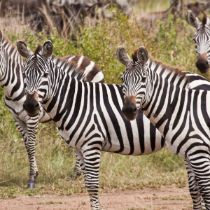 Aufmerksame Zebras Aufmerksame Zebras