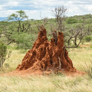 Termitenhügel in Samuru