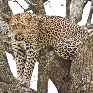Leopard auf dem Baum Leopard auf dem Baum