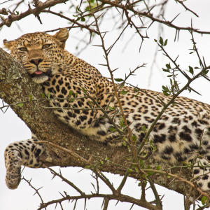 Ruhender Leopard Ruhender Leopard