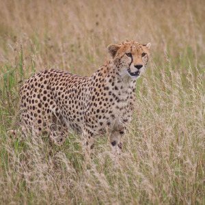 Gepard hält Ausschau nach Beute