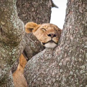 Baumlöwe in der Serengeti Baumlöwe in der Serengeti
