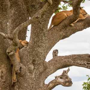 Baumlöwen auf Ihrem Baum Baumlöwen auf Ihrem Baum