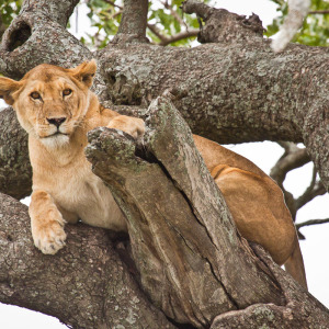Neugieriger Löwe Neugieriger Löwe