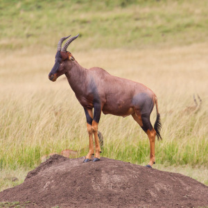 Kuhantilope hält Ausschau