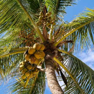 Kokosplame Kokosplame