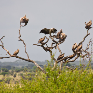 Die Geier lauern auf Beute Die Geier lauern auf Beute