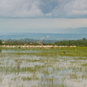 Vogelschwärme am Lake Naivasha Vogelschwärme am Lake Naivasha