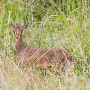 Dik Dik Dik Dik
