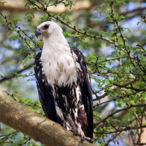 Raubvogel am Lake Nakuru Raubvogel am Lake Nakuru
