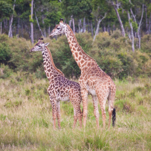 Giraffen in der Massai Mara Giraffen in der Massai Mara