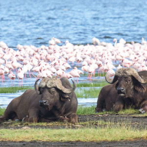 Ruhende Büffel am Lake Nakuru Ruhende Büffel am Lake Nakuru