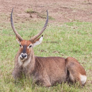 Wasserbock Wasserbock