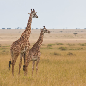 Zwei Giraffen halten Ausschau Zwei Giraffen halten Ausschau