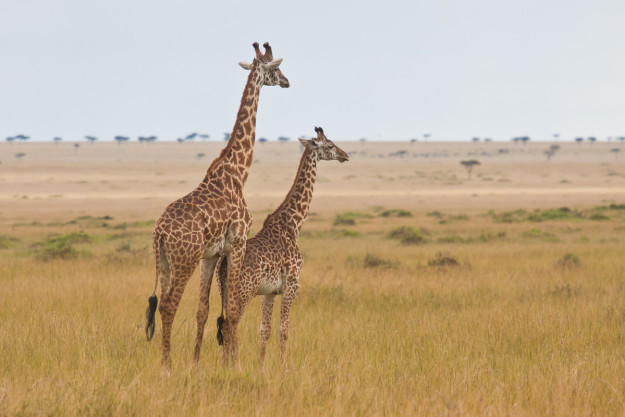 Zwei Giraffen halten Ausschau