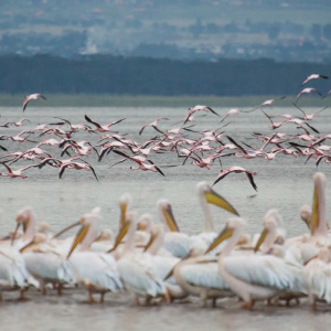 Hunderte Flamingos und Pelikane am Lake Nakuru Hunderte Flamingos und Pelikane am Lake Nakuru