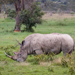 Breitmaulnashorn Breitmaulnashorn