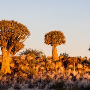 Sonnenuntergang im Köcherbaumwald