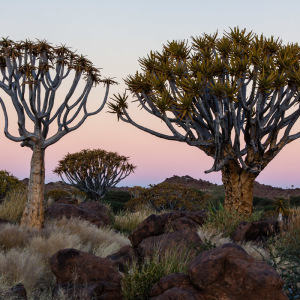 Köcherbäume im Abendlicht
