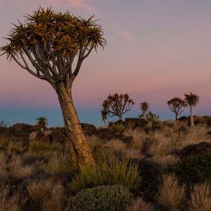 Köcherbäume im Abendlicht