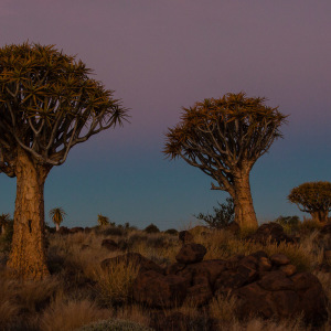 Köcherbäume im Abendlicht
