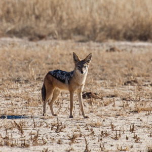 Aufmerksamer Schakal nähe Rooiputs Aufmerksamer Schakal nähe Rooiputs