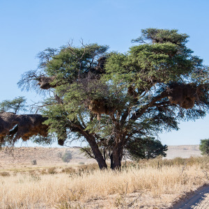 Siedelweber Nester im Baum Siedelweber Nester im Baum