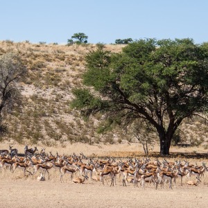 Springbockherde Springbockherde