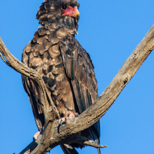 Gaukler im Baum Gaukler im Baum