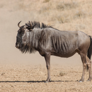 Ein Gnu Ein Gnu