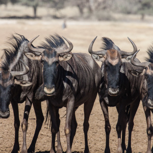 Vier Gnus Vier Gnus