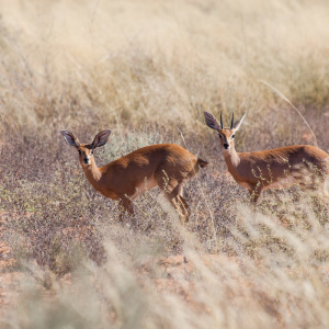 Steinböckchen Steinböckchen