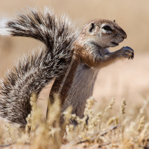 Erdhörnchen Erdhörnchen