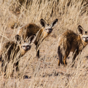 Drei Löffelhunde Drei Löffelhunde