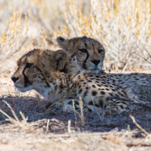 Zwei Müde Geparde Zwei Müde Geparde