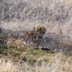 Nochmal zwei Geparde Nochmal zwei Geparde