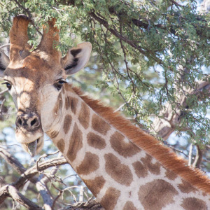 Giraffenportrait Giraffenportrait