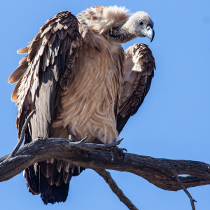 Geier wartet auf Beute Geier wartet auf Beute