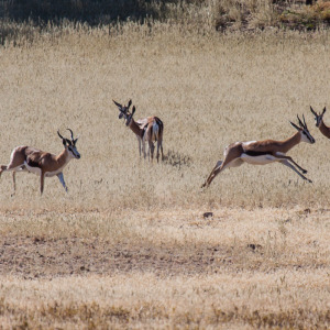 Springböcke in Action Springböcke in Action