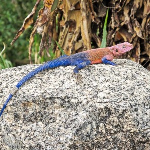 Siedleragame Siedleragame