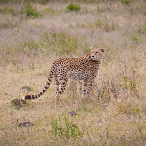 Gepard im Ngorongoro Krater Gepard im Ngorongoro Krater