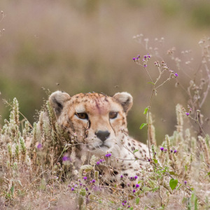 Gepard im Ngorongoro Krater Gepard im Ngorongoro Krater
