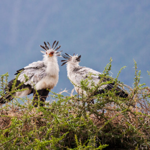 Sekretäre im Baum Sekretäre im Baum