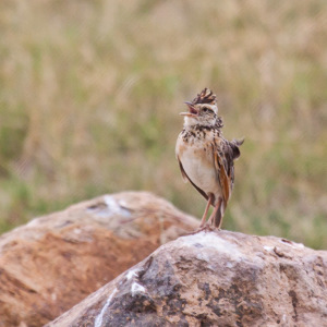 Kleiner Warnvogel am Wegesrand Kleiner Warnvogel am Wegesrand