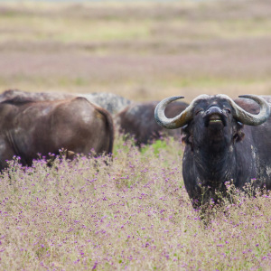 Flehmender Büffel Flehmender Büffel