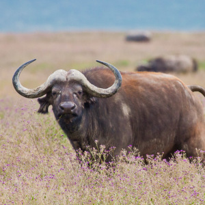 Büffel mit gewaltigen Hörnern Büffel mit gewaltigen Hörnern