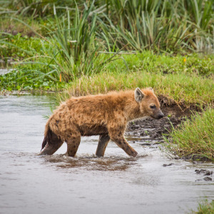 Hyäne stapft durchs Wasser Hyäne stapft durchs Wasser
